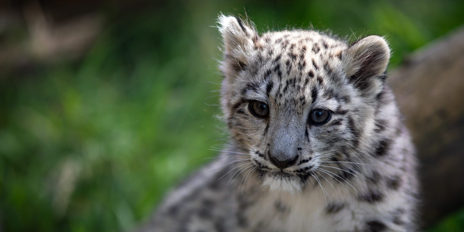 A Scottish zoo is heartbroken after its rare three-month-old snow leopard cub Indra was put to sleep due to an incurable bone condition discovered after a slight limp.