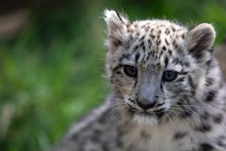 A Scottish zoo is heartbroken after its rare three-month-old snow leopard cub Indra was put to sleep due to an incurable bone condition discovered after a slight limp.