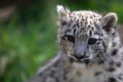 A Scottish zoo is heartbroken after its rare three-month-old snow leopard cub Indra was put to sleep due to an incurable bone condition discovered after a slight limp.