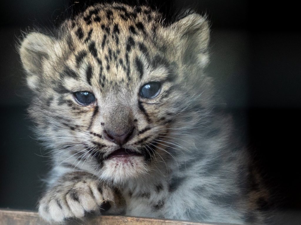A Scottish zoo is heartbroken after its rare three-month-old snow leopard cub Indra was put to sleep due to an incurable bone condition discovered after a slight limp.