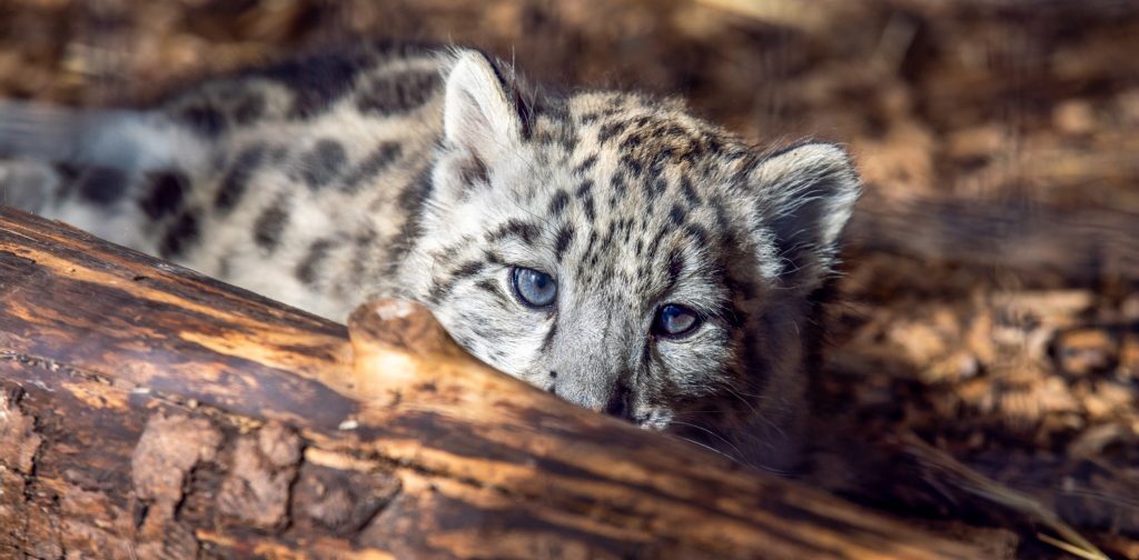 A Scottish zoo is heartbroken after its rare three-month-old snow leopard cub Indra was put to sleep due to an incurable bone condition discovered after a slight limp.