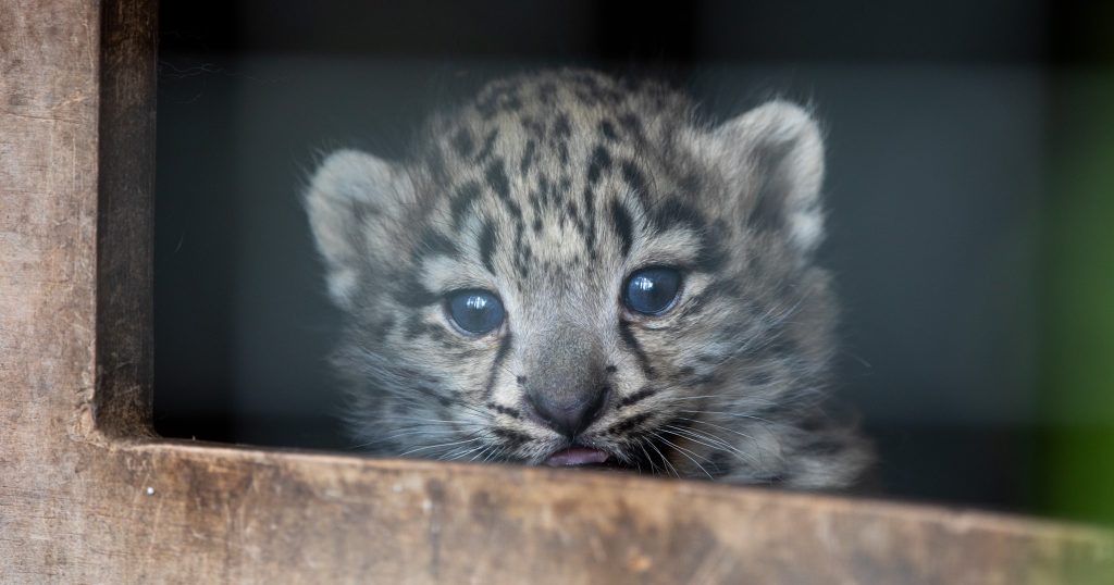 A Scottish zoo is heartbroken after its rare three-month-old snow leopard cub Indra was put to sleep due to an incurable bone condition discovered after a slight limp.
