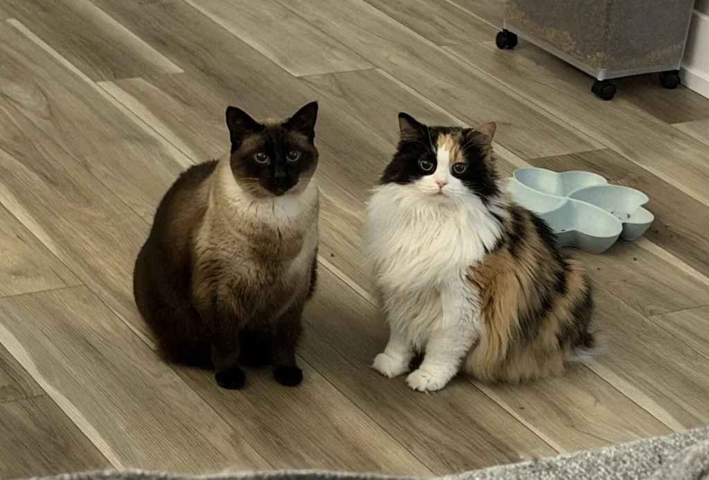 A model earning £50,000 a month says she skips supercars and designer gear to spend £2,000 a month on her four cats - they live better than most people.
