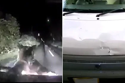 Terrifying dashcam footage shows a huge bear charge a woman's car and bite into the bonnet after appearing in the road with its cub on Japan's Hokkaido island.