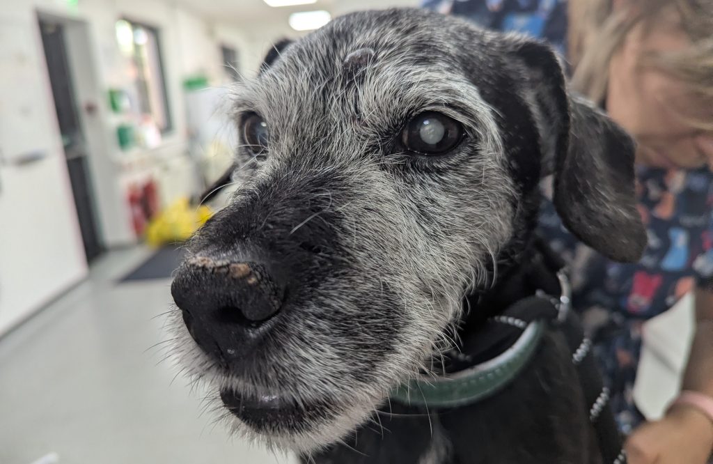 A man caught on CCTV kicking and dragging his blind 19-year-old dog Milo by the collar has been banned from keeping animals for two years after an RSPCA investigation.