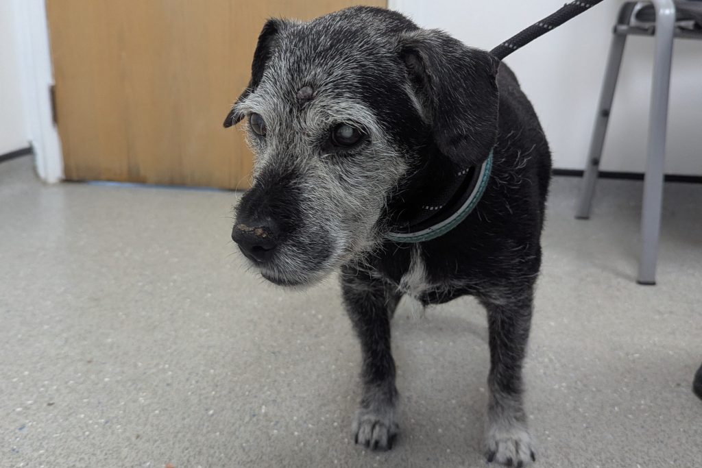 A man caught on CCTV kicking and dragging his blind 19-year-old dog Milo by the collar has been banned from keeping animals for two years after an RSPCA investigation.