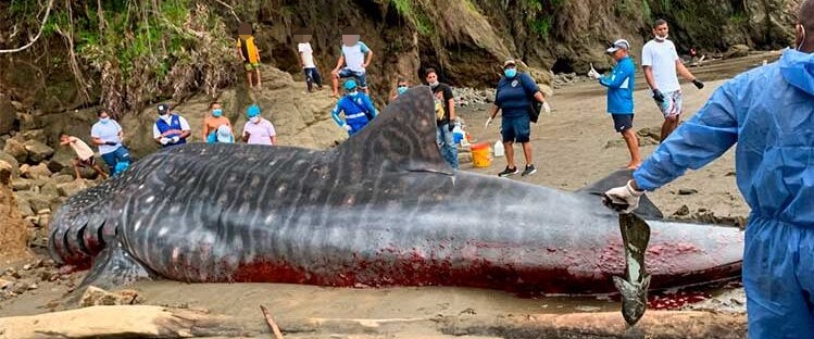 An endangered 20ft whale shark has died after stranding on a remote Colombian beach despite villagers' efforts to tow it to sea - and experts are baffled by the timing.