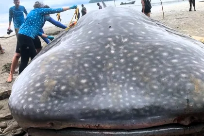 An endangered 20ft whale shark has died after stranding on a remote Colombian beach despite villagers' efforts to tow it to sea - and experts are baffled by the timing.