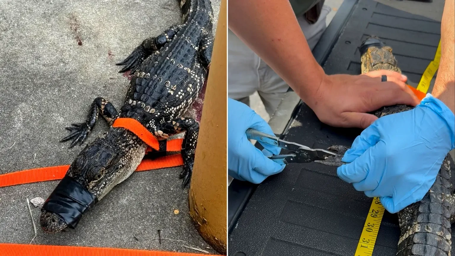 An alligator was found taped and tied to a pole outside a Georgia school, leaving locals baffled. The animal has since been released back into the wild.