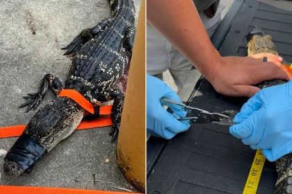 An alligator was found taped and tied to a pole outside a Georgia school, leaving locals baffled. The animal has since been released back into the wild.