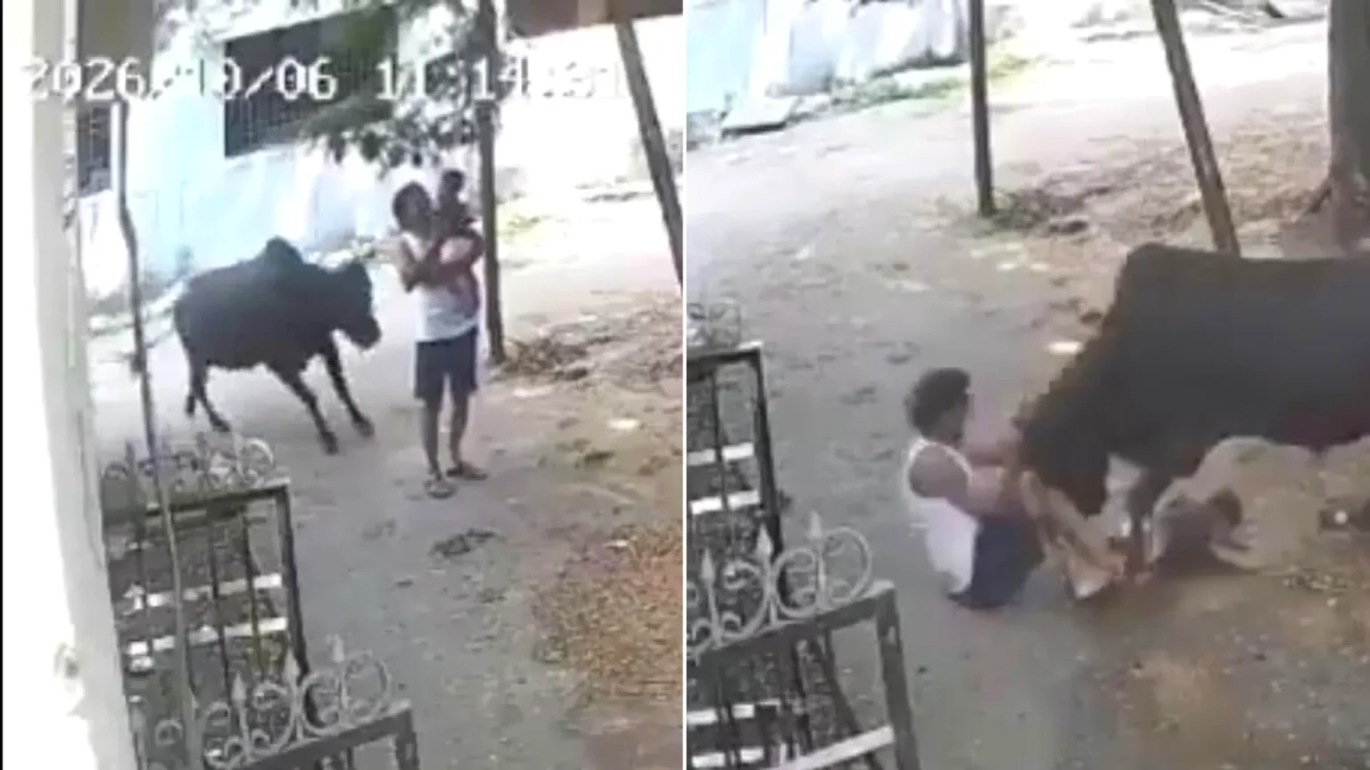 Grandfather and baby have lucky escape as raging bull repeatedly attacks them outside their home in India, leaving the elderly man injured but both survivors safe.