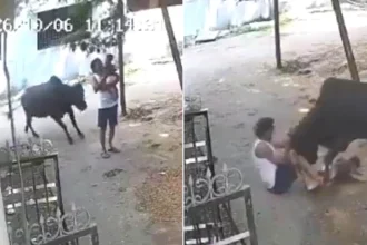 Grandfather and baby have lucky escape as raging bull repeatedly attacks them outside their home in India, leaving the elderly man injured but both survivors safe.