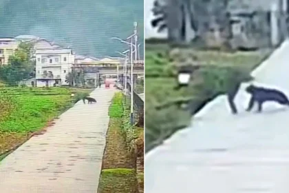 Left: man running from black bear on paved pathway; right: aerial view of man alone on the same riverside path before attack