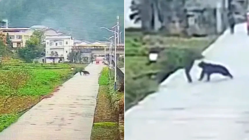 Left: man running from black bear on paved pathway; right: aerial view of man alone on the same riverside path before attack