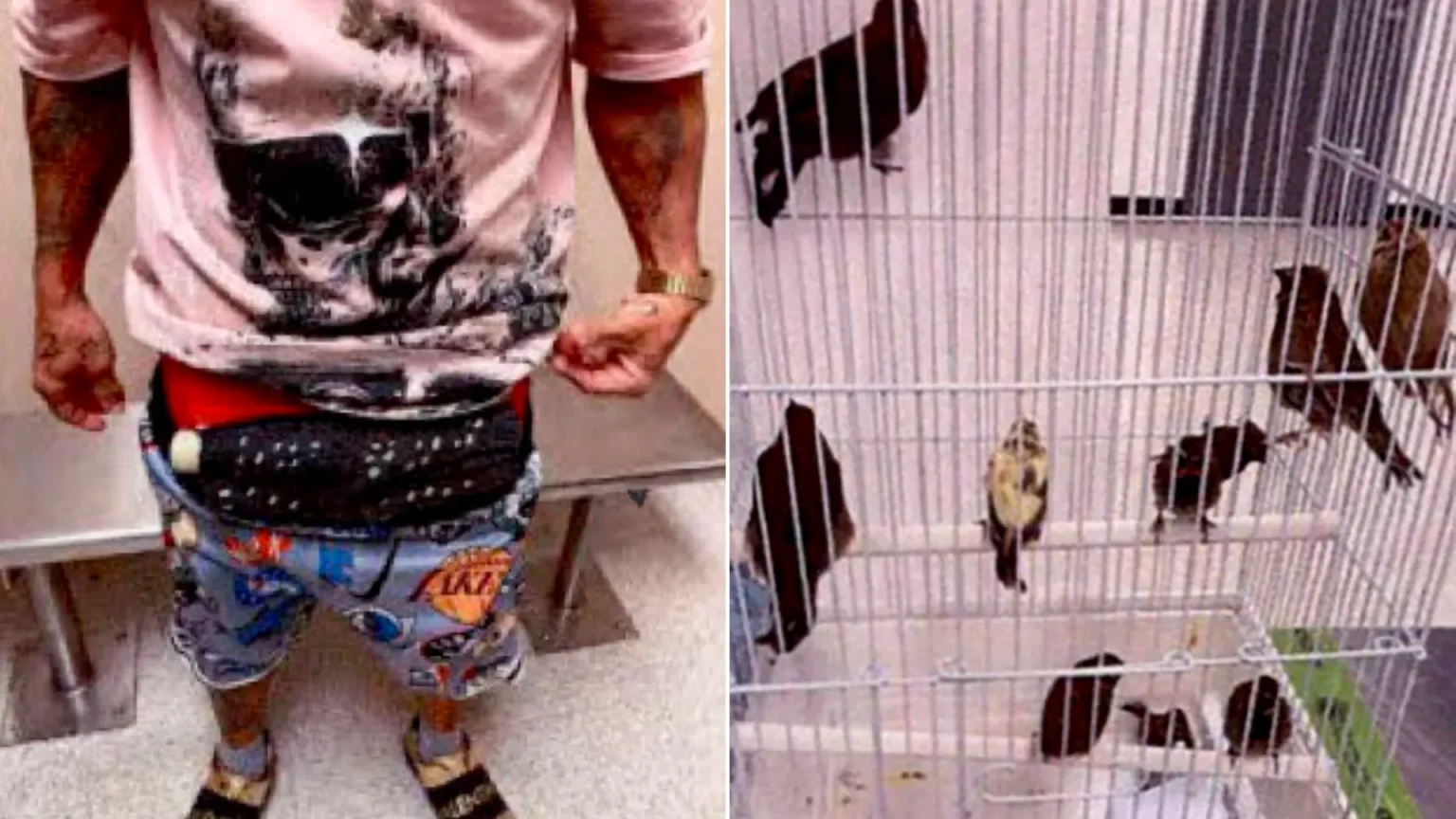 Man arrested after customs officers discovered 10 live birds stuffed down his pants at Miami airport. The smuggler tried to sneak the illegal wildlife past border control.