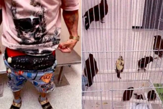 Man arrested after customs officers discovered 10 live birds stuffed down his pants at Miami airport. The smuggler tried to sneak the illegal wildlife past border control.