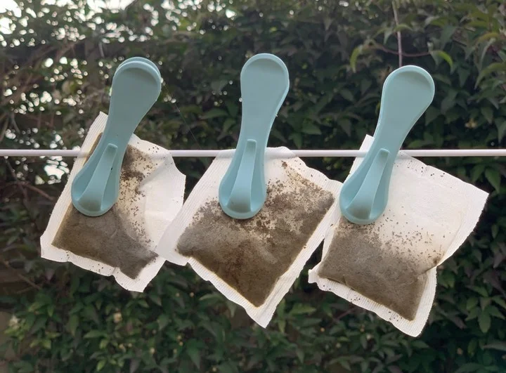 Three tea bags hung on washing line with blue clips to dry for reuse.
