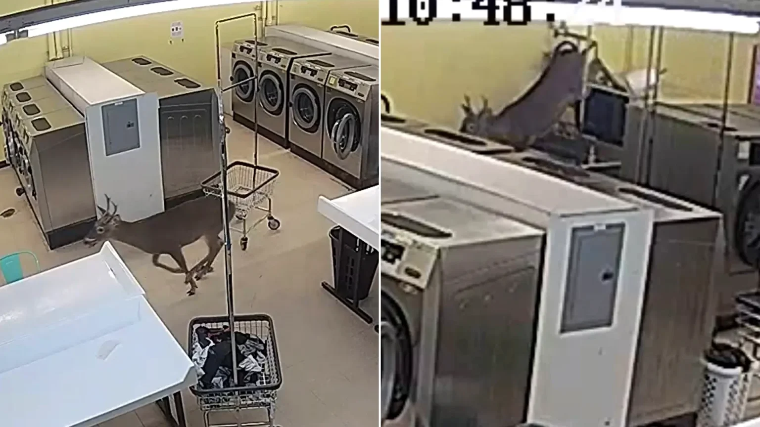 A deer ploughed into a woman before smashing through a laundromat window and leaping onto washing machines in a moment of complete chaos.