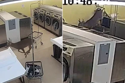 A deer ploughed into a woman before smashing through a laundromat window and leaping onto washing machines in a moment of complete chaos.