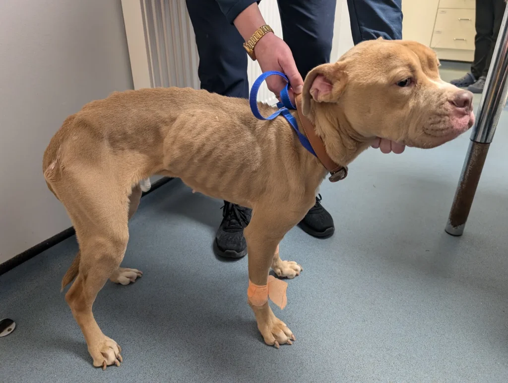 WARNING, DISTRESSING CONTENT Pictured: Mabel seen after being rushed to the vets.