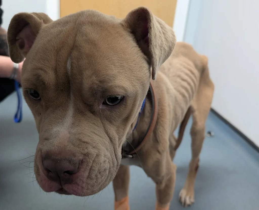 WARNING, DISTRESSING CONTENT Pictured: Mabel seen after being rushed to the vets.