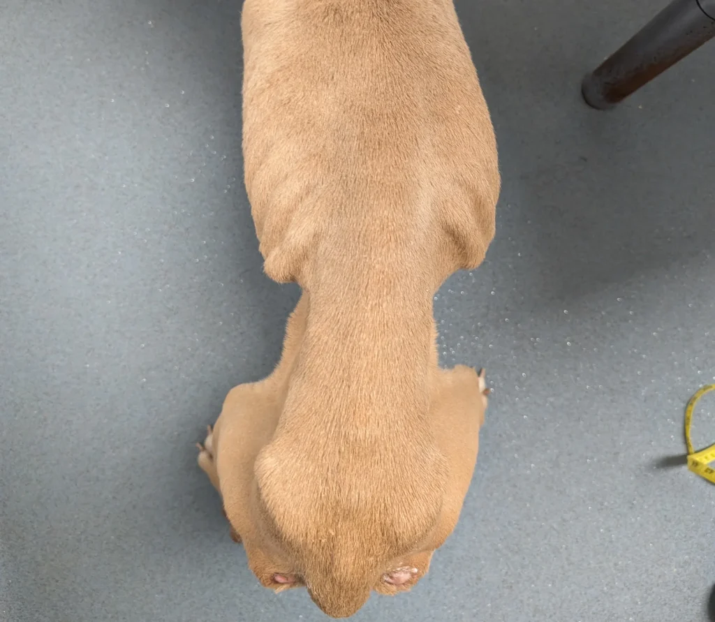 WARNING, DISTRESSING CONTENT Pictured: Mabel seen after being rushed to the vets.