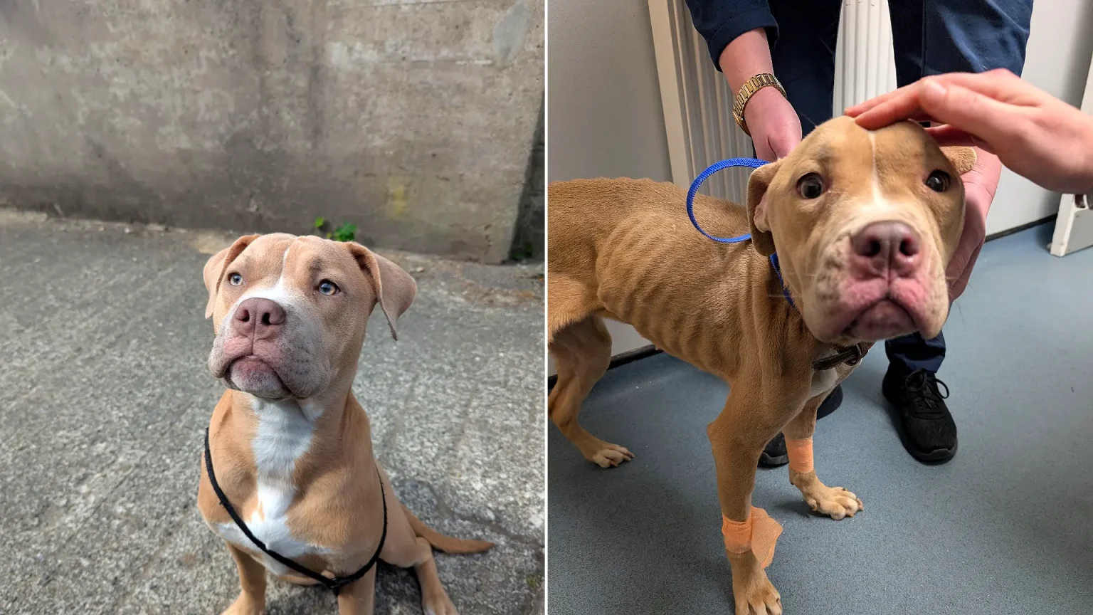 WARNING, DISTRESSING CONTENT Pictured: Mabel seen after being rushed to the vets.