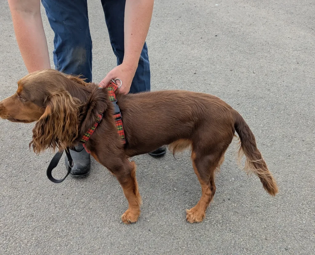 A cruel son beat his dad’s terrified cocker spaniel in the street before trying to stuff the motionless dog into a public recycling bin.