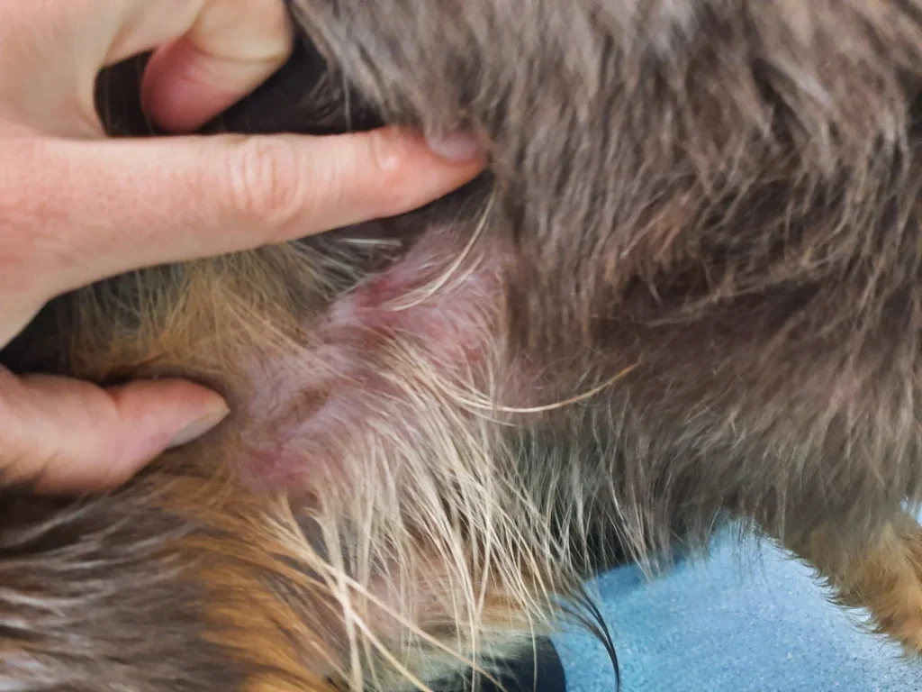 A cruel son beat his dad’s terrified cocker spaniel in the street before trying to stuff the motionless dog into a public recycling bin.