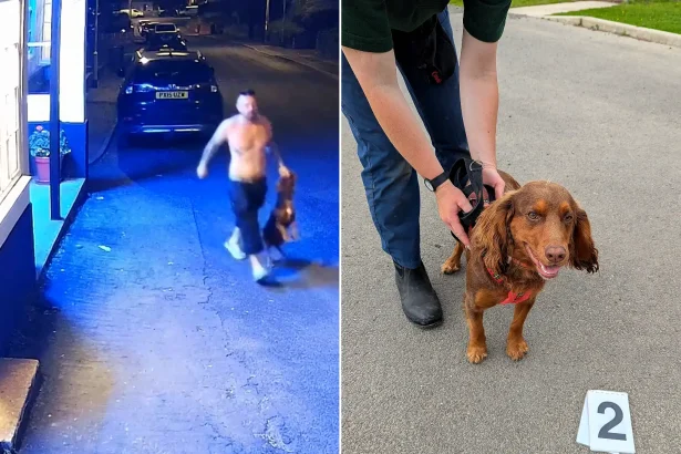 A cruel son beat his dad’s terrified cocker spaniel in the street before trying to stuff the motionless dog into a public recycling bin.