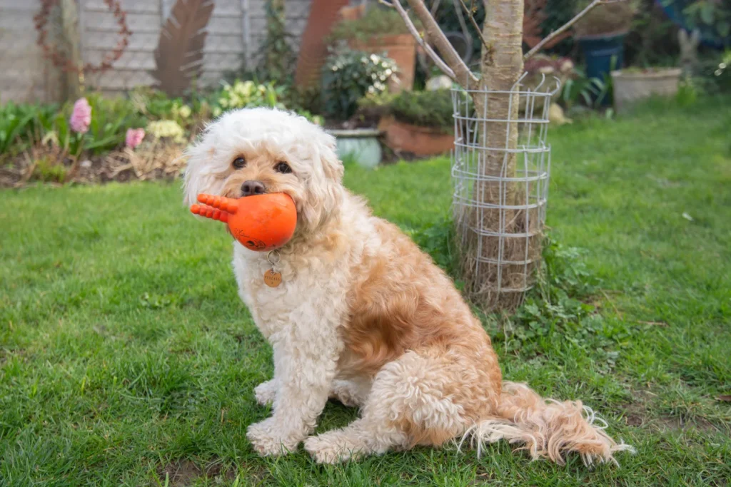 Dog owner suffers gruesome burns rescuing his Cavapoo after hot water bottle explodes - but both make full recoveries. A heartwarming tale of devotion.
