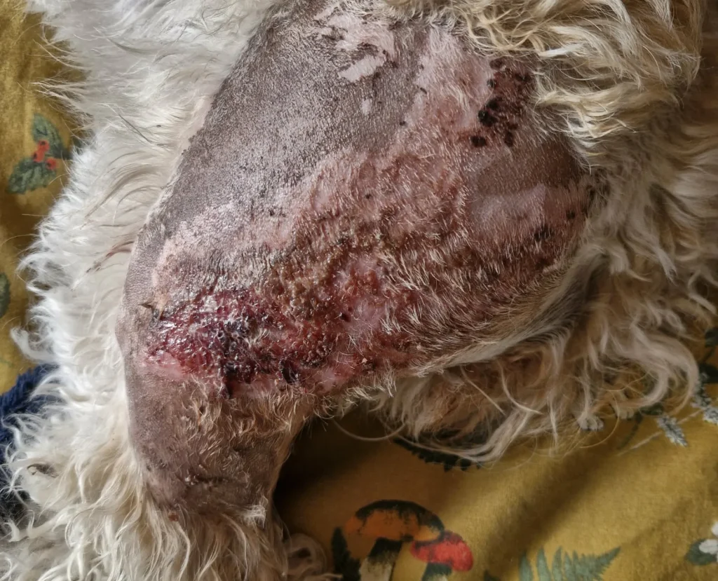 Dog owner suffers gruesome burns rescuing his Cavapoo after hot water bottle explodes - but both make full recoveries. A heartwarming tale of devotion.