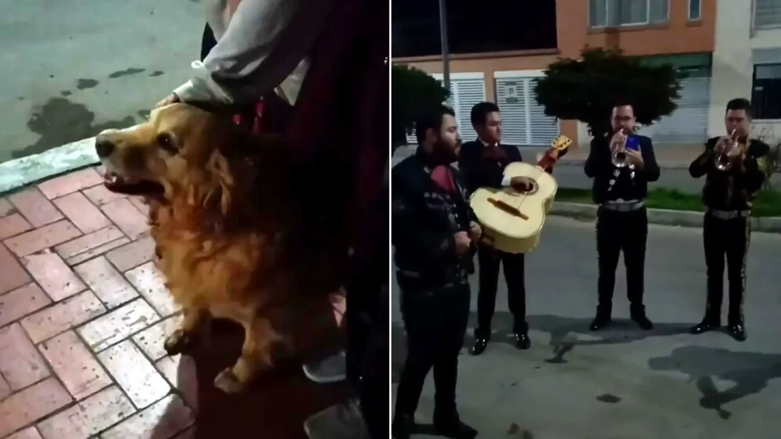 A tearful family hired a mariachi band to serenade their dying Golden Retriever the night before she was put to sleep. The pooch, named Cattaleya, sat calmly outside.