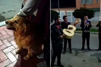A tearful family hired a mariachi band to serenade their dying Golden Retriever the night before she was put to sleep. The pooch, named Cattaleya, sat calmly outside.