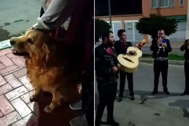 A tearful family hired a mariachi band to serenade their dying Golden Retriever the night before she was put to sleep. The pooch, named Cattaleya, sat calmly outside.