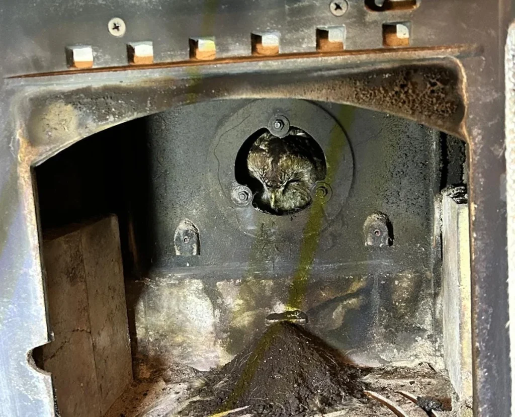 Tawny owl trapped inside stove pipe rescued by hero chimney sweep in Angus - the bird was freed unharmed after getting wedged behind the appliance.