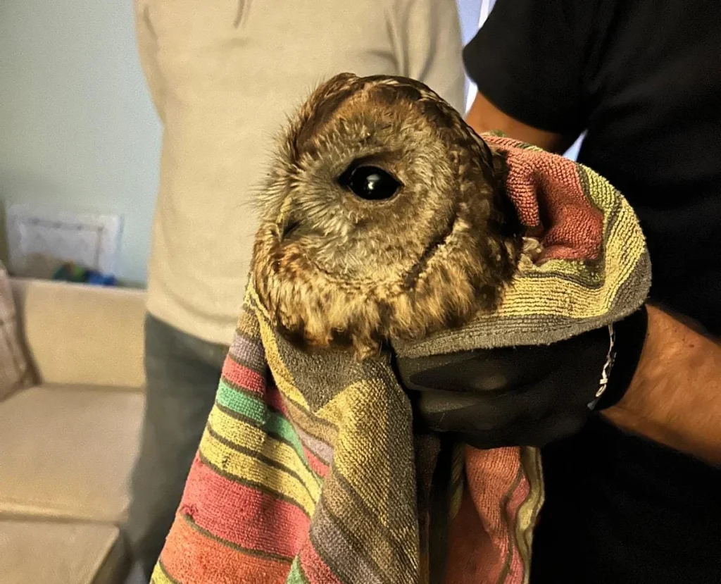 Tawny owl trapped inside stove pipe rescued by hero chimney sweep in Angus - the bird was freed unharmed after getting wedged behind the appliance.