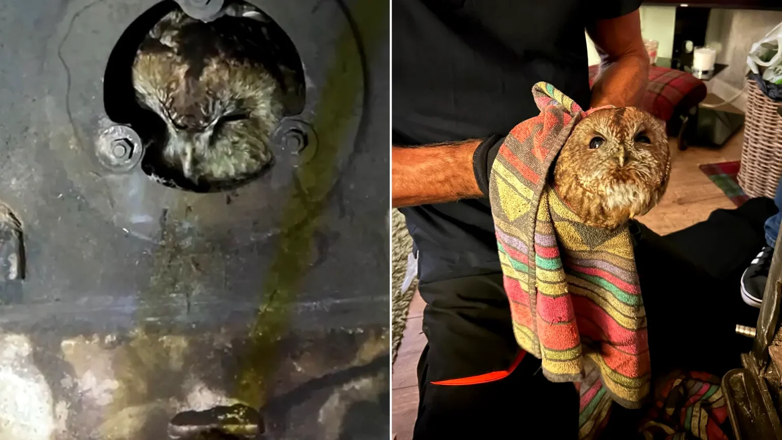 Tawny owl trapped inside stove pipe rescued by hero chimney sweep in Angus - the bird was freed unharmed after getting wedged behind the appliance.