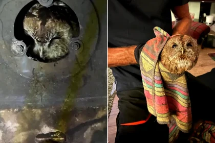 Tawny owl trapped inside stove pipe rescued by hero chimney sweep in Angus - the bird was freed unharmed after getting wedged behind the appliance.