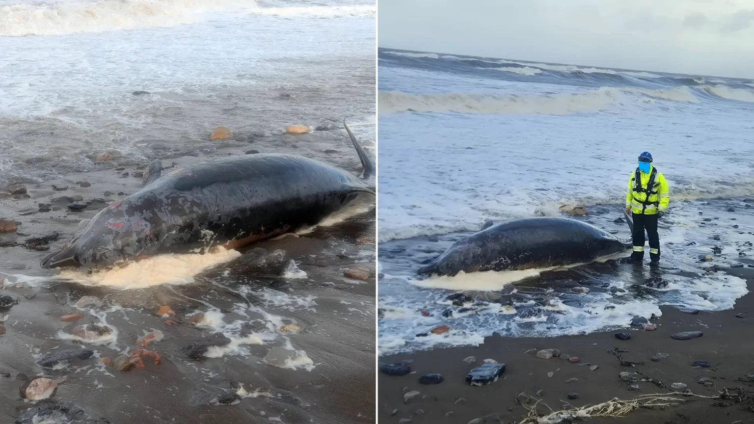 A juvenile whale has washed up dead on a UK beach during Storm Boelo as locals have been urged not to touch the animal. The whale was found at Flimby, on the West.