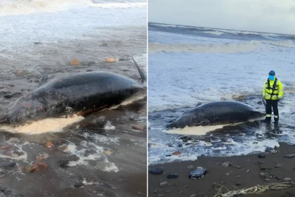 A juvenile whale has washed up dead on a UK beach during Storm Boelo as locals have been urged not to touch the animal. The whale was found at Flimby, on the West.