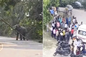 An elephant lifted its handler by its trunk and hurled him to the ground after going on a rampage as stunned locals prepared for a religious festival.