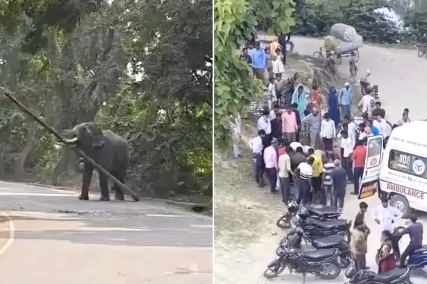 An elephant lifted its handler by its trunk and hurled him to the ground after going on a rampage as stunned locals prepared for a religious festival.
