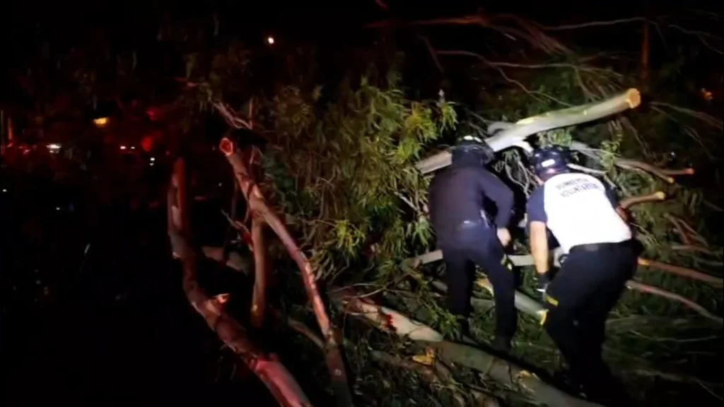 Seventeen people injured when a massive eucalyptus tree crashed onto an outdoor Zumba class in Guatemala City, leaving victims with fractures and other injuries.