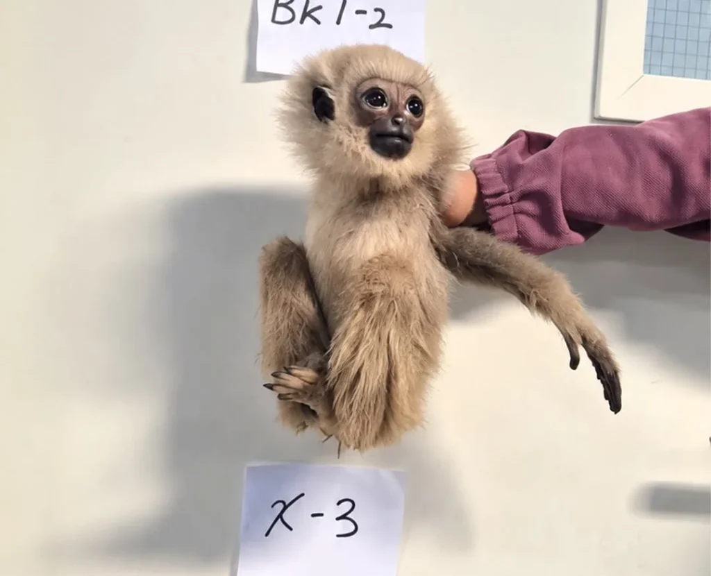 Three live monkeys discovered hidden in passenger's luggage at Kuala Lumpur airport during security check. The animals were handed to authorities.