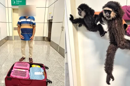 Three live monkeys discovered hidden in passenger's luggage at Kuala Lumpur airport during security check. The animals were handed to authorities.