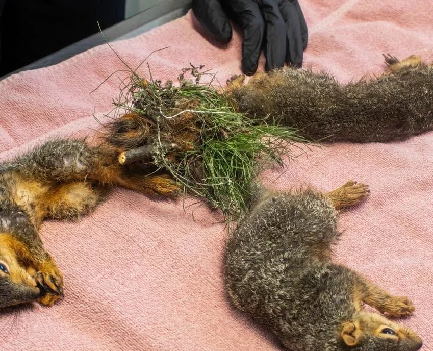 Three baby squirrels have undergone emergency surgery after being discovered fused together by their tails in an exceptionally rare phenomenon known as a 'squirrel king'.