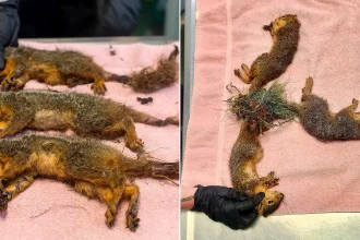 Three baby squirrels have undergone emergency surgery after being discovered fused together by their tails in an exceptionally rare phenomenon known as a 'squirrel king'.