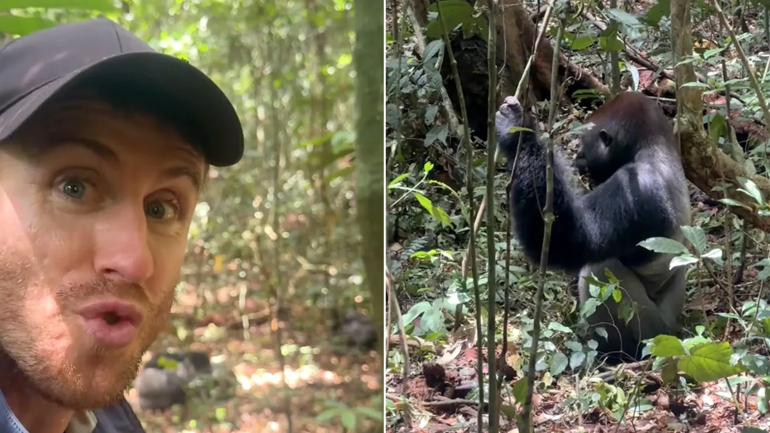 Welshman explorer Ash Dykes comes face-to-face with a silverback gorilla just five metres away during a dangerous 434-mile expedition down the Sangha River in the Congo Basin.
