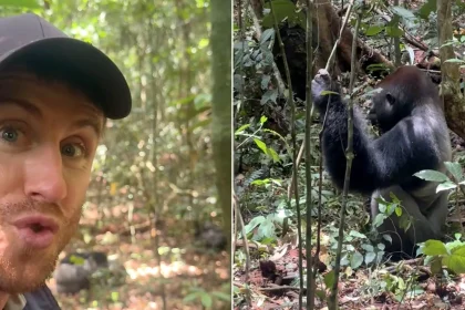 Welshman explorer Ash Dykes comes face-to-face with a silverback gorilla just five metres away during a dangerous 434-mile expedition down the Sangha River in the Congo Basin.